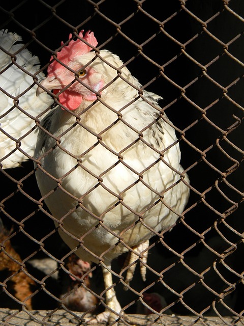 执教经验使 执教经验使